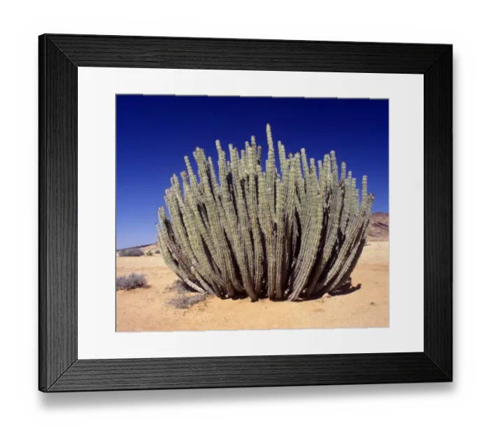 Framed Print : Euphorbia (Euphorbia virosa) Namib Desert / June Framed Print : Euphorbia (Euphorbia virosa) Namib Desert / June