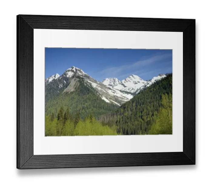 Framed Print : View of forest on slopes of snow covered mountains, Glacier N. P. British Columbia, Canada, may Framed Print : View of forest on slopes of snow covered mountains, Glacier N. P. British Columbia, Canada, may