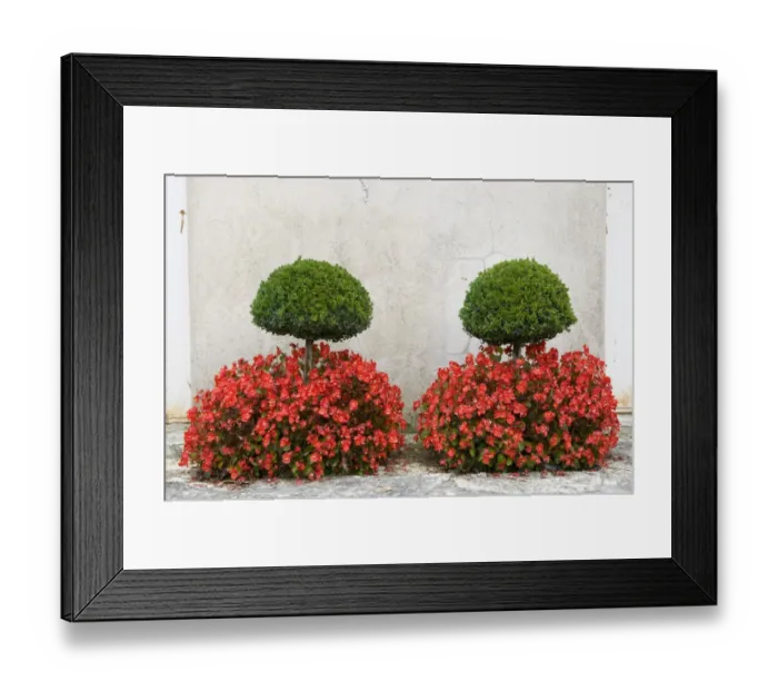 Framed Print : Box (Buxus sempervirens) clipped trees, with Cultivated Begonia (Begonia sp. ) flowers in garden, Egreville Framed Print : Box (Buxus sempervirens) clipped trees, with Cultivated Begonia (Begonia sp. ) flowers in garden, Egreville