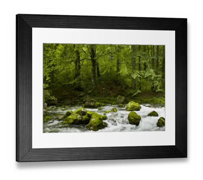 Framed Print : Common Beech (Fagus sylvatica) rocky montane woodland habitat with river flowing through, Savica River, Triglav N. P