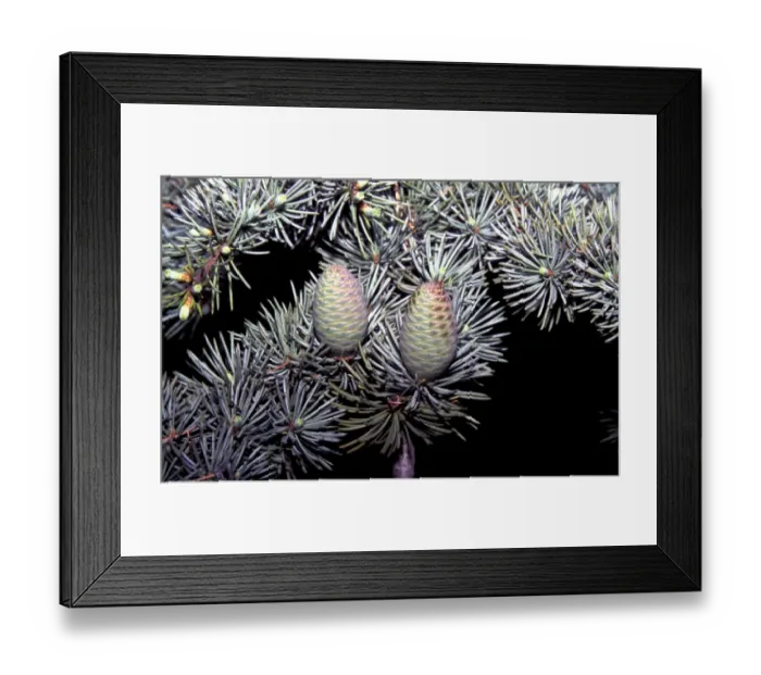 Framed Print : Atlas Cedar (Cedrus atlantica) Leaf and cone - May Framed Print : Atlas Cedar (Cedrus atlantica) Leaf and cone - May