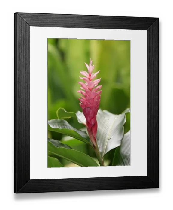 Framed Print : Turmeric (Curcuma longa) flowering, Kota Kinabalu, Sabah, Borneo, Malaysia