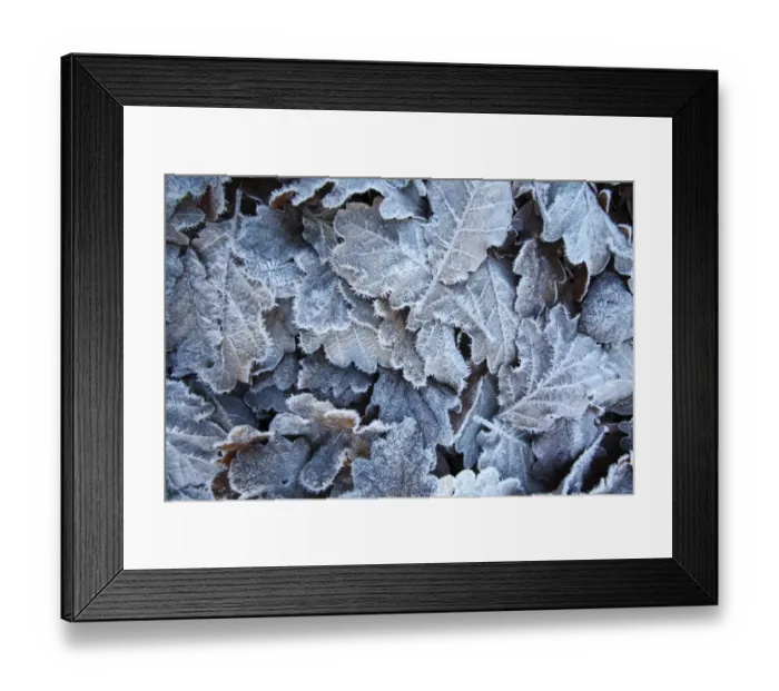 Framed Print : Sessile Oak (Quercus petraea) frost covered fallen leaves, Powys, Wales, november Framed Print : Sessile Oak (Quercus petraea) frost covered fallen leaves, Powys, Wales, november