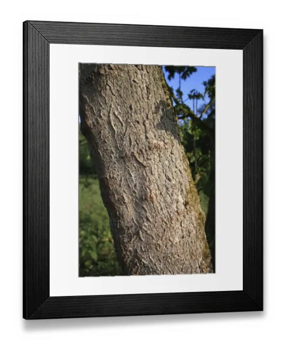 Framed Print : Field Maple (Acer campestre) close-up of trunk, growing in fen, Little Ouse Headwaters Project, Bleyswycks Bank Framed Print : Field Maple (Acer campestre) close-up of trunk, growing in fen, Little Ouse Headwaters Project, Bleyswycks Bank