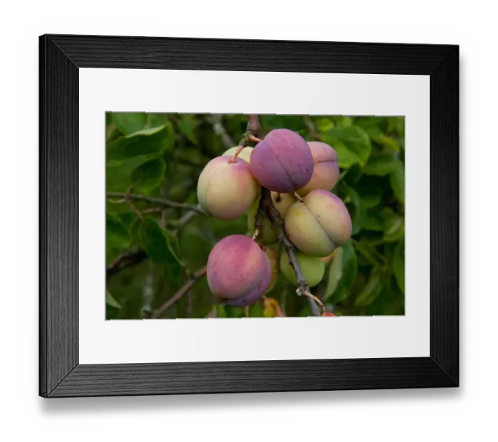 Framed Print : Plum (Prunus domestica) Avalon, close-up of fruit, growing in orchard, Norfolk, England, august