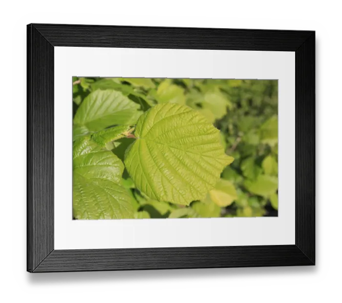 Framed Print : Common Hazel (Corylus avellana) close-up of leaf, growing in hedgerow, Bacton, Suffolk, England, may Framed Print : Common Hazel (Corylus avellana) close-up of leaf, growing in hedgerow, Bacton, Suffolk, England, may