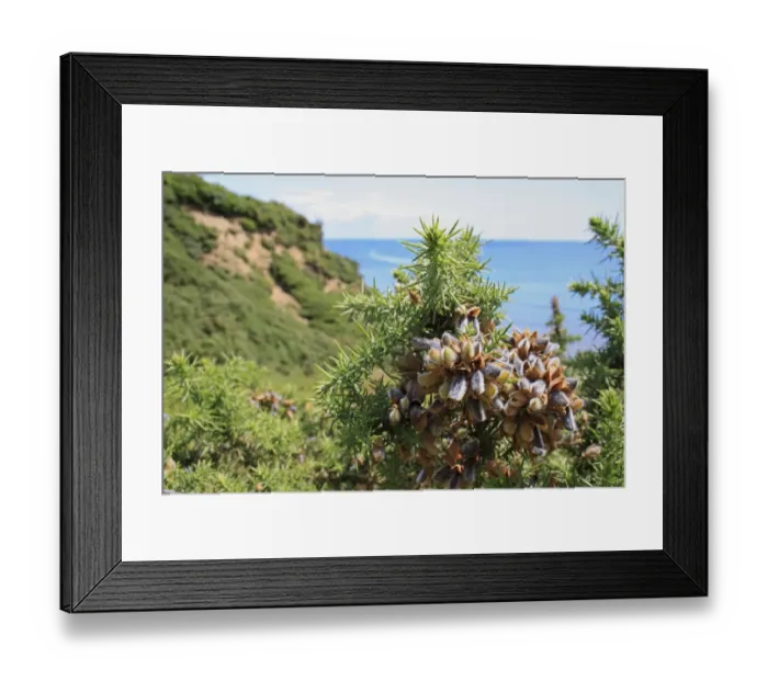 Framed Print : Common Gorse (Ulex europaeus) close-up of seedpods, growing in gulley of slumped sea cliff, Whitecliff Bay Framed Print : Common Gorse (Ulex europaeus) close-up of seedpods, growing in gulley of slumped sea cliff, Whitecliff Bay