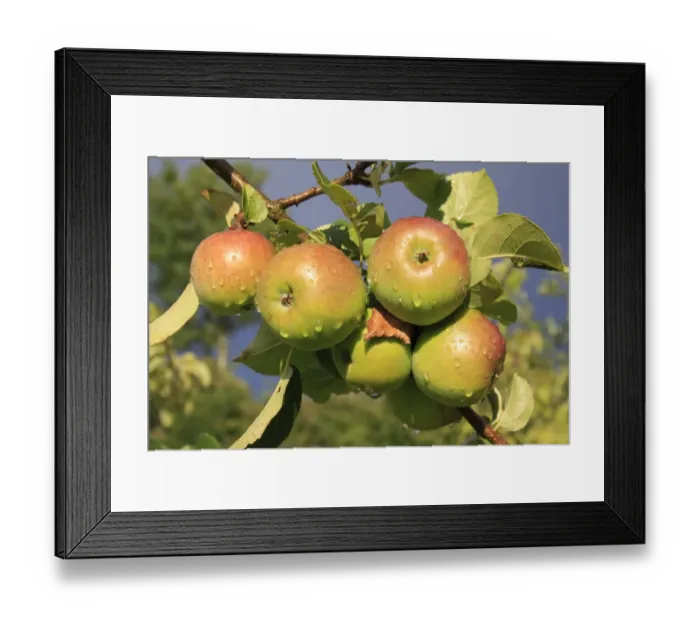 Framed Print : Cultivated Apple (Malus domestica) close-up of ripe fruit, with raindrops after rainfall in garden, Suffolk, England Framed Print : Cultivated Apple (Malus domestica) close-up of ripe fruit, with raindrops after rainfall in garden, Suffolk, England