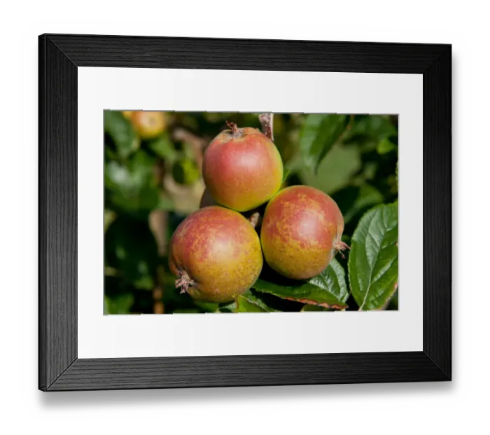 Framed Print : Cultivated Apple (Malus domestica) D Arcy Spice, close-up of fruit, growing in orchard, Norfolk, England, august Framed Print : Cultivated Apple (Malus domestica) D Arcy Spice, close-up of fruit, growing in orchard, Norfolk, England, august