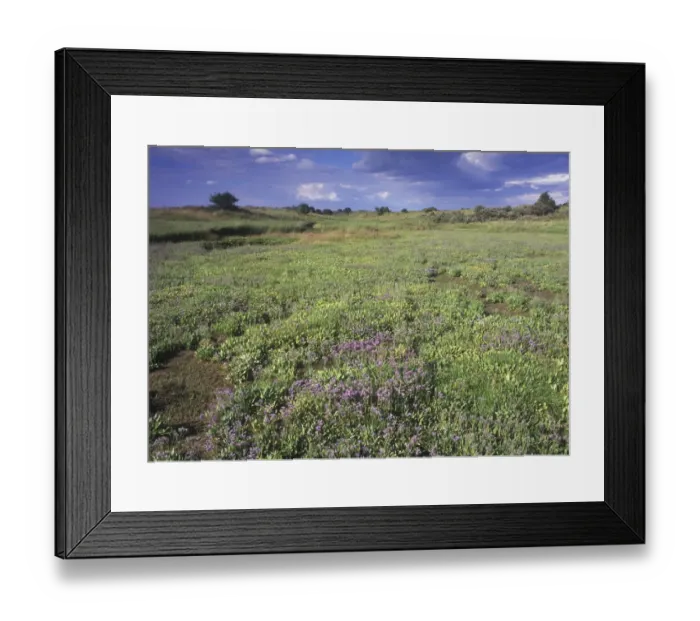 Framed Print : Old saltmarsh between dunes with Sea Lavender, coastal habitat, Gibraltar Point N. N. R. Lincolnshire, England Framed Print : Old saltmarsh between dunes with Sea Lavender, coastal habitat, Gibraltar Point N. N. R. Lincolnshire, England