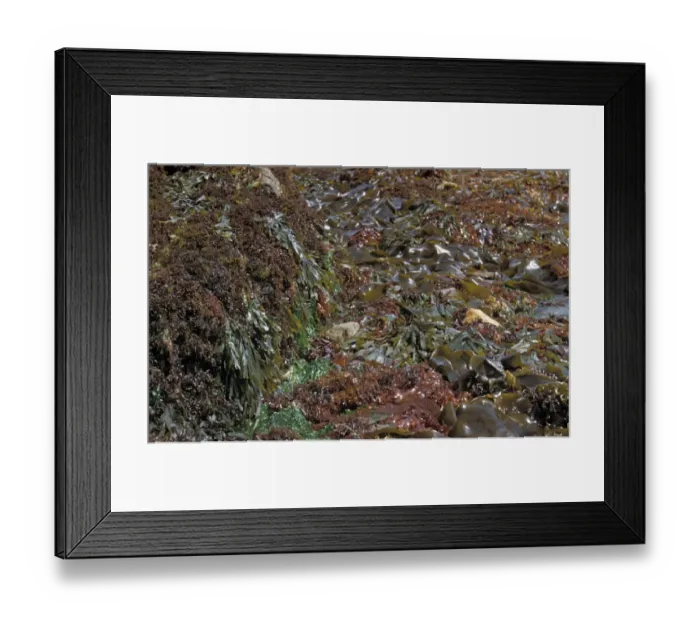 Framed Print : Seaweed Chondrius crispus, Fucus serratus, Ulva lactuca, Rhodymenia palmata, Laminaria digitata - Devon Framed Print : Seaweed Chondrius crispus, Fucus serratus, Ulva lactuca, Rhodymenia palmata, Laminaria digitata - Devon
