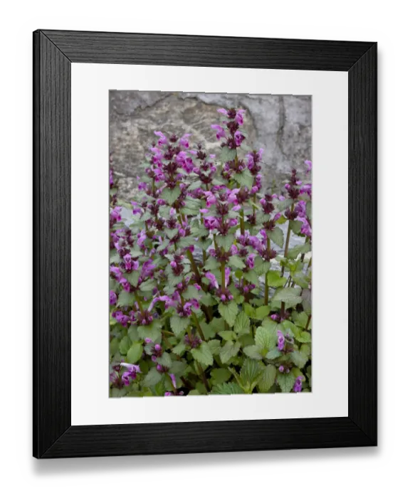 Framed Print : Gargano Dead-nettle (Lamium garganicum) flowering, Bulgaria, may