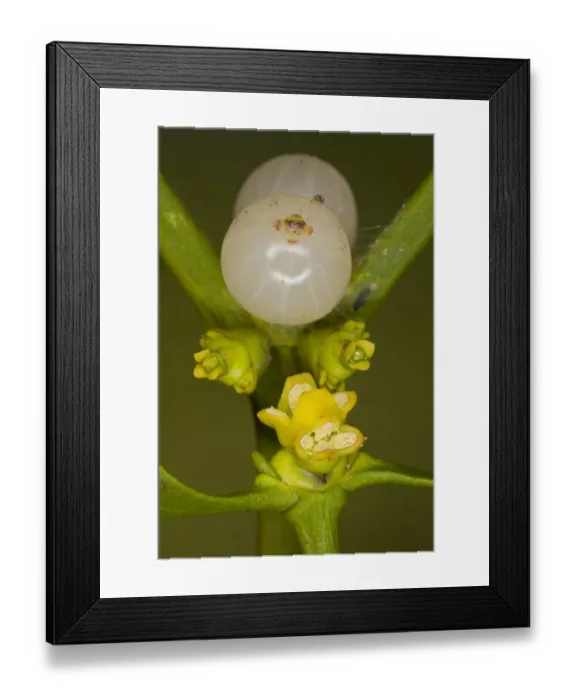 Framed Print : Mistletoe (Viscum album) close-up of male flowers (on separate plant in foreground), female flowers and berries Framed Print : Mistletoe (Viscum album) close-up of male flowers (on separate plant in foreground), female flowers and berries