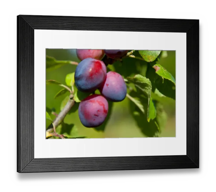 Framed Print : Plum (Prunus domestica) Czar, close-up of fruit, growing in orchard, Norfolk, England, august Framed Print : Plum (Prunus domestica) Czar, close-up of fruit, growing in orchard, Norfolk, England, august