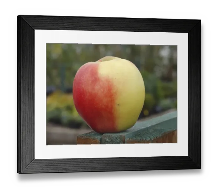 Framed Print : Cultivated Apple (Malus domestica) Elstar variety, picked fruit, England Framed Print : Cultivated Apple (Malus domestica) Elstar variety, picked fruit, England