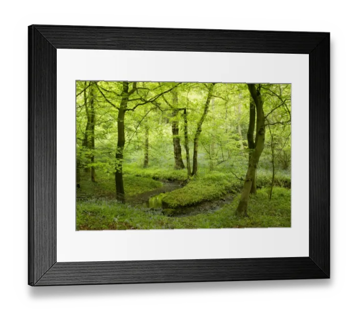 Framed Print : Deciduous woodland habitat with stream, Moss Valley, Sheffield, South Yorkshire, England, may Framed Print : Deciduous woodland habitat with stream, Moss Valley, Sheffield, South Yorkshire, England, may