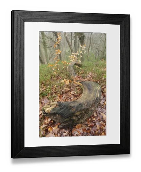 Framed Print : Common Beech (Fagus sylvatica) fallen branch on woodland floor, Kent, England, march Framed Print : Common Beech (Fagus sylvatica) fallen branch on woodland floor, Kent, England, march
