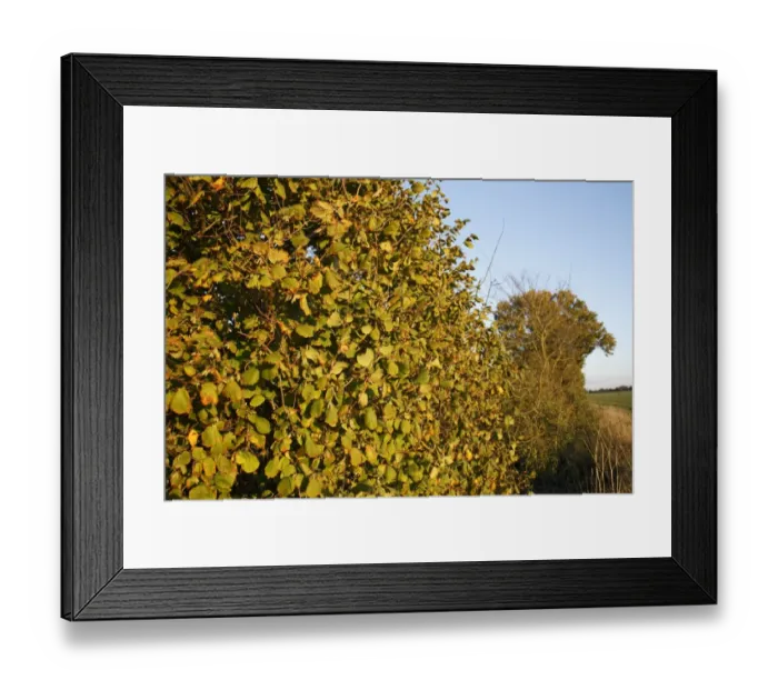 Framed Print : Common Hazel (Corylus avellana) habit, growing in hedgerow at edge of farmland, in evening sunshine, Bacton, Suffolk Framed Print : Common Hazel (Corylus avellana) habit, growing in hedgerow at edge of farmland, in evening sunshine, Bacton, Suffolk