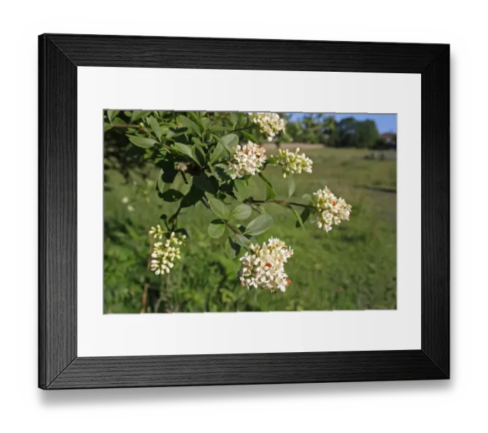 Framed Print : Wild Privet (Ligustrum vulgare) close-up of flowers and leaves, growing in valley fen reserve, Market Weston Fen Framed Print : Wild Privet (Ligustrum vulgare) close-up of flowers and leaves, growing in valley fen reserve, Market Weston Fen