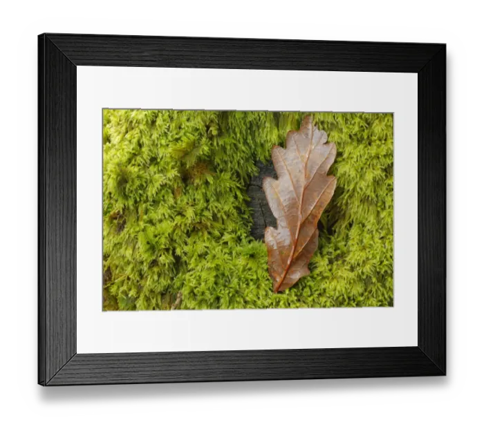 Framed Print : Sessile Oak (Quercus petraea) close-up of fallen leaf on moss covered stump, Powys, Wales, october Framed Print : Sessile Oak (Quercus petraea) close-up of fallen leaf on moss covered stump, Powys, Wales, october