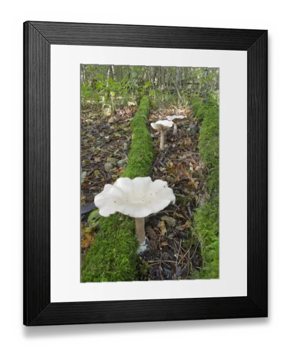 Framed Print : Trooping Funnel (Clitocybe geotropa) fruiting bodies, growing on floor of coppice woodland habitat, Kent, England Framed Print : Trooping Funnel (Clitocybe geotropa) fruiting bodies, growing on floor of coppice woodland habitat, Kent, England
