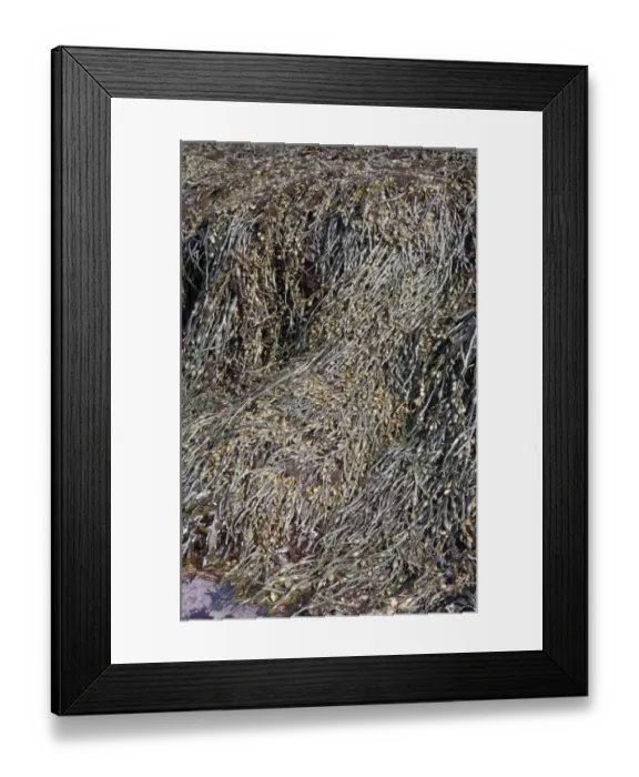 Framed Print : Knotted Wrack (Ascophyllum nodosum) On rocks / low tide Framed Print : Knotted Wrack (Ascophyllum nodosum) On rocks / low tide