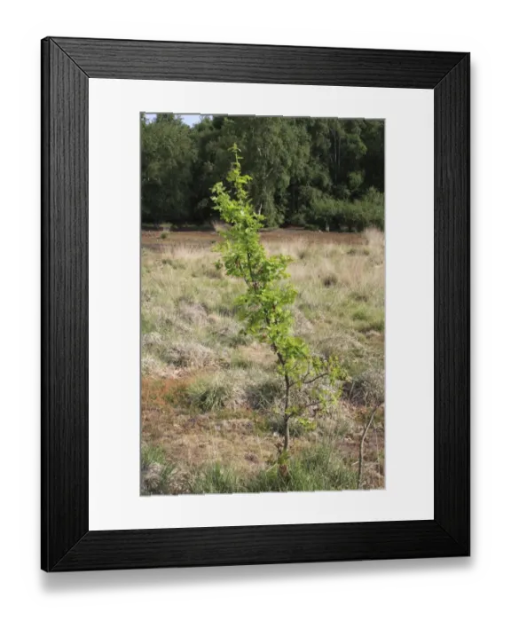 Framed Print : Common Oak (Quercus robur) sapling, growing on acid grassland, Little Ouse Headwaters Project, Hinderclay Fen Framed Print : Common Oak (Quercus robur) sapling, growing on acid grassland, Little Ouse Headwaters Project, Hinderclay Fen