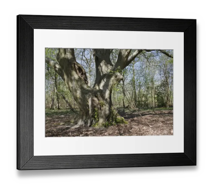 Framed Print : European Hornbeam (Carpinus betulus) habit, ancient tree growing in woodland, Barking Tye, Suffolk, England, april