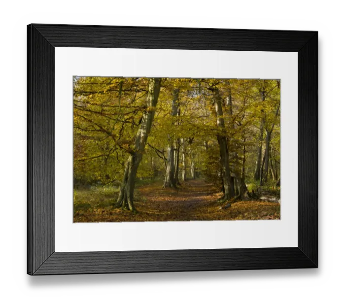 Framed Print : European Hornbeam (Carpinus betulus) old woodland habitat with pathway, Great Wood, Ranscombe Farm Plantlife Reserve Framed Print : European Hornbeam (Carpinus betulus) old woodland habitat with pathway, Great Wood, Ranscombe Farm Plantlife Reserve