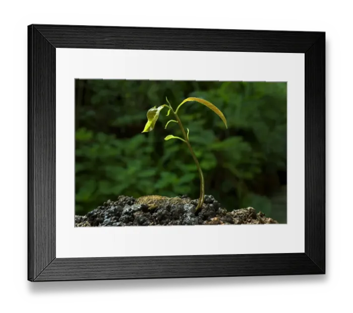 Framed Print : Mango (Mangifera indica) germinating seed with sapling, Trivandrum, Kerala, India Framed Print : Mango (Mangifera indica) germinating seed with sapling, Trivandrum, Kerala, India