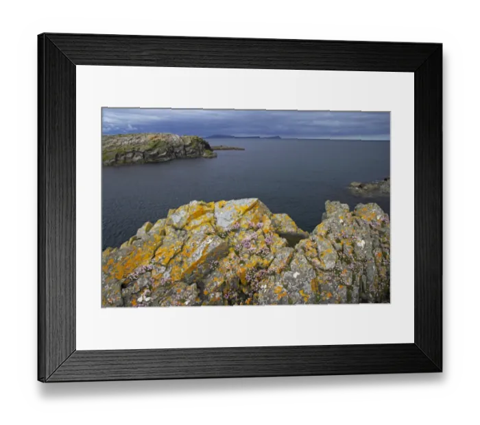 Framed Print : Rocky coastline with Thrift (Armeria maritima) flowering on rocks, East Ham Bay, Mousa, Shetland Islands, Scotland Framed Print : Rocky coastline with Thrift (Armeria maritima) flowering on rocks, East Ham Bay, Mousa, Shetland Islands, Scotland