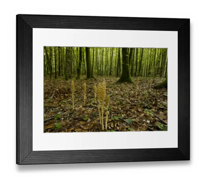 Framed Print : Birds Nest Orchid (Neottia nidus-avis) flowering, growing in beech woodland habitat, Slovenia, june Framed Print : Birds Nest Orchid (Neottia nidus-avis) flowering, growing in beech woodland habitat, Slovenia, june