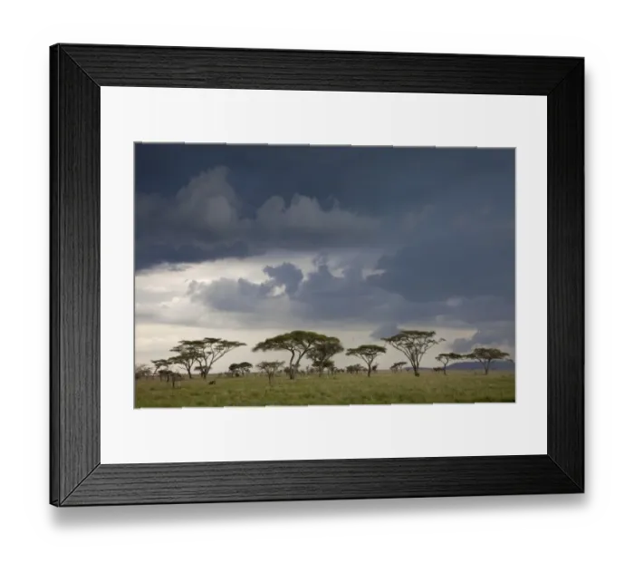 Framed Print : Approaching thunderstorm over savannah habitat, Serengeti N. P. Tanzania, november Framed Print : Approaching thunderstorm over savannah habitat, Serengeti N. P. Tanzania, november