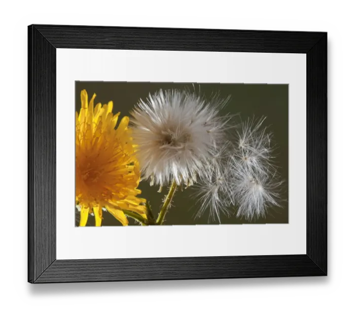 Framed Print : Corn Sow-thistle (Sonchus arvensis) close-up of flower, seedhead and seeds, England, august Framed Print : Corn Sow-thistle (Sonchus arvensis) close-up of flower, seedhead and seeds, England, august