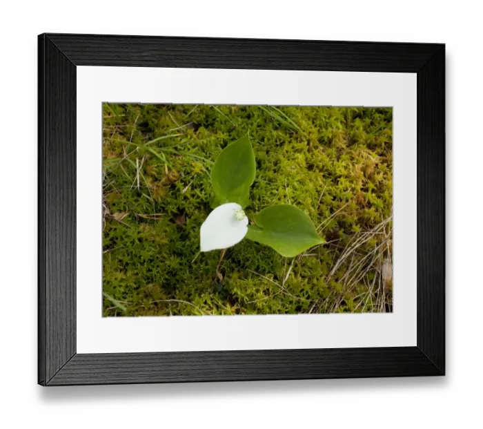 Framed Print : Bog Arum (Calla palustris) flowering, growing in bog, Meenikunno Mstikukaitseala Reserve, Estonia, june