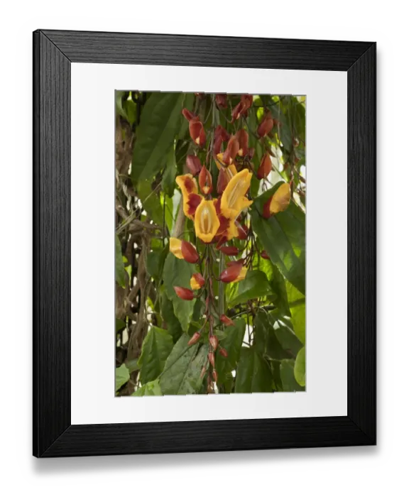 Framed Print : Indian Clock-vine (Thunbergia mysorensis) flowering, India Framed Print : Indian Clock-vine (Thunbergia mysorensis) flowering, India