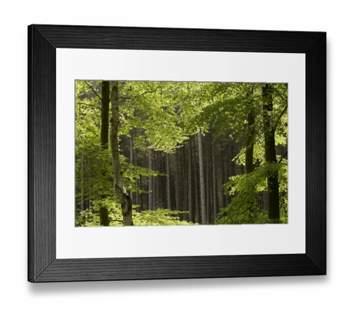 Framed Print : Mixed woodland habitat, Marsham Woods, Norfolk, England, may Framed Print : Mixed woodland habitat, Marsham Woods, Norfolk, England, may