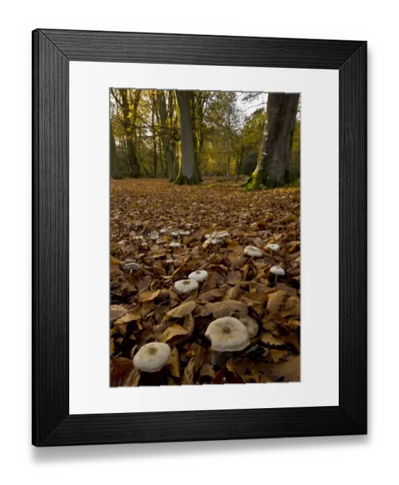 Framed Print : Butter Cap (Collybia butyracea) fruiting bodies, mass growing amongst leaf litter in beech woodland habitat Framed Print : Butter Cap (Collybia butyracea) fruiting bodies, mass growing amongst leaf litter in beech woodland habitat
