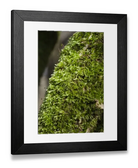 Framed Print : Common Feather-moss (Eurhynchium praelongum) growing on tree trunk in shady woodland, England, april Framed Print : Common Feather-moss (Eurhynchium praelongum) growing on tree trunk in shady woodland, England, april