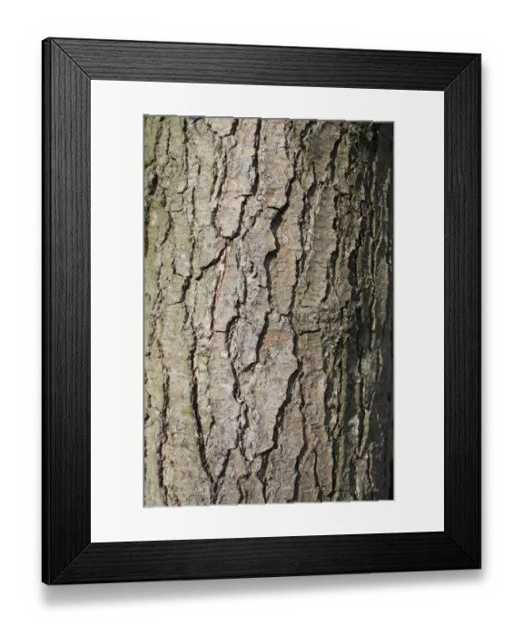 Framed Print : Common Alder (Alnus glutinosa) close-up of bark, growing in alder carr wet woodland, in valley fen reserve, Hopton Fen Framed Print : Common Alder (Alnus glutinosa) close-up of bark, growing in alder carr wet woodland, in valley fen reserve, Hopton Fen