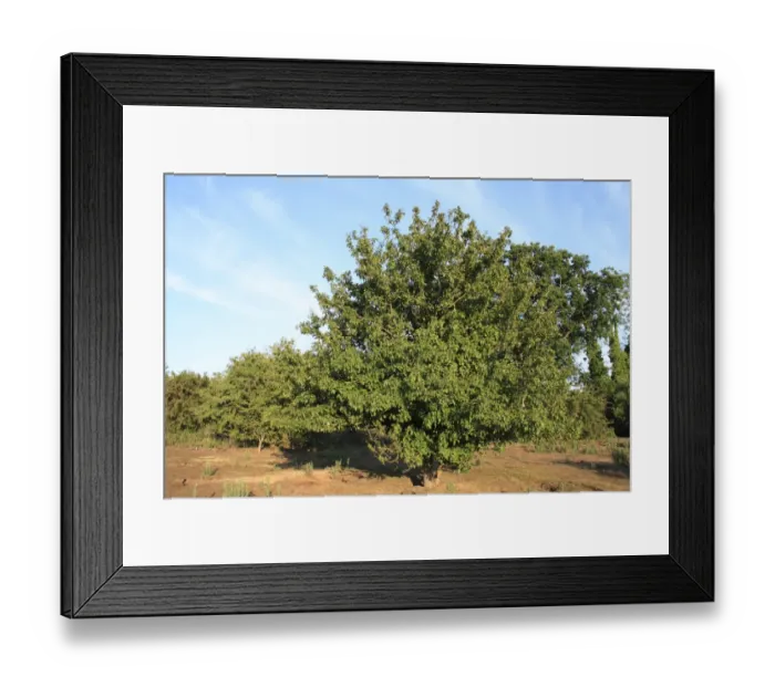 Framed Print : Wild Crabapple (Malus sylvestris) habit, growing in lowland heathland reserve, Wortham Ling, Upper Waveney Valley Framed Print : Wild Crabapple (Malus sylvestris) habit, growing in lowland heathland reserve, Wortham Ling, Upper Waveney Valley