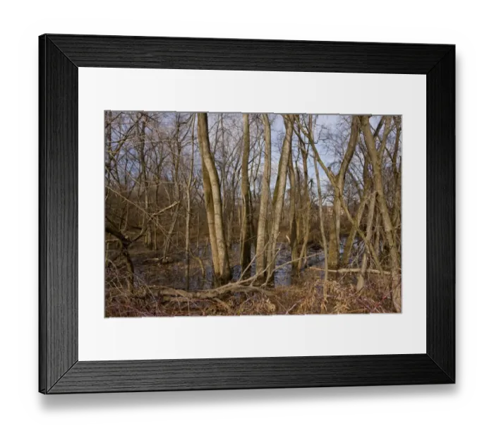 Framed Print : Eastern Cottonwood (Populus deltoides) valley woodland habitat, Mohawk River, near Albany, New York State, U. S. A Framed Print : Eastern Cottonwood (Populus deltoides) valley woodland habitat, Mohawk River, near Albany, New York State, U. S. A