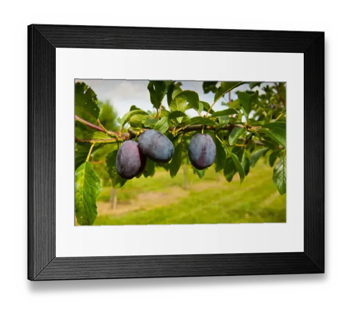 Framed Print : Plum (Prunus domestica) Violetta, close-up of fruit, growing in orchard, Norfolk, England, august Framed Print : Plum (Prunus domestica) Violetta, close-up of fruit, growing in orchard, Norfolk, England, august