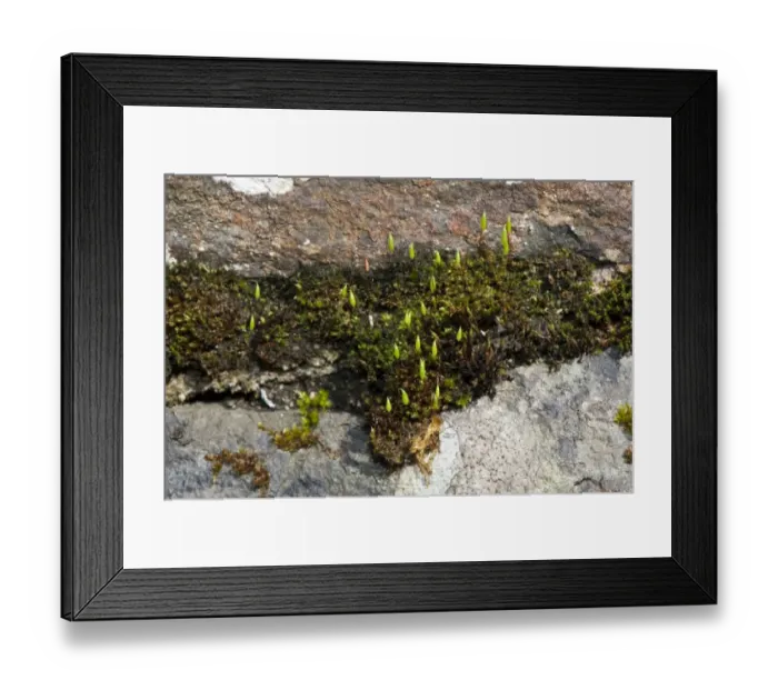 Framed Print : Greater Matted Thread-moss (Bryum capillare) with fruiting capsules, growing on rocks in shady woodland, England, april
