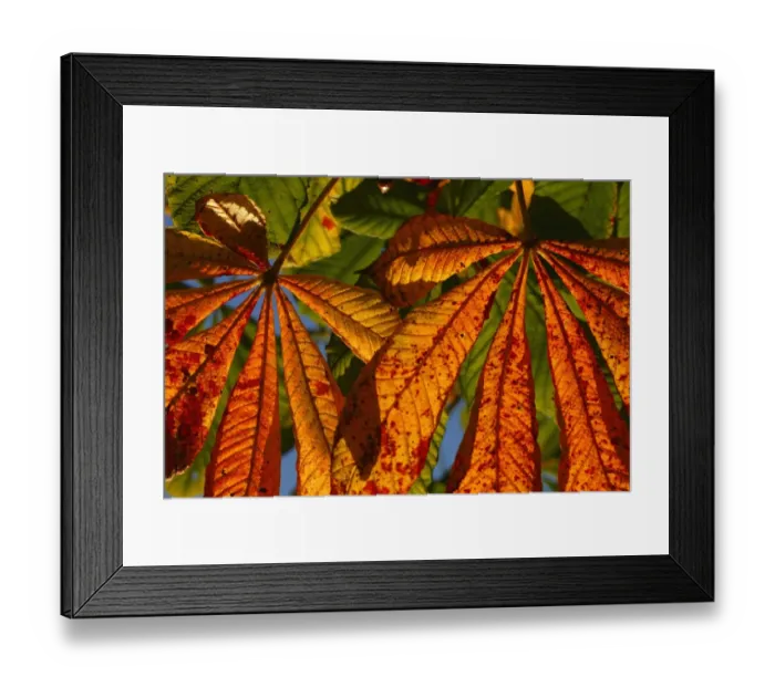 Framed Print : Horse Chestnut (Aesculus hippocastanum) close-up of leaves, autumn colour, Powys, Wales, october Framed Print : Horse Chestnut (Aesculus hippocastanum) close-up of leaves, autumn colour, Powys, Wales, october