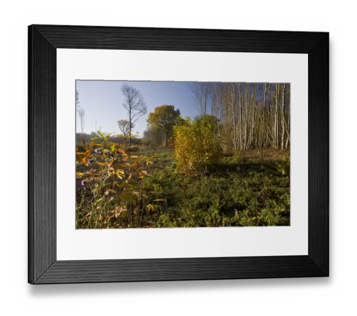 Framed Print : Sweet Chestnut (Castanea sativa) recently cut coppiced woodland, Ranscombe Farm Plantlife Reserve, Kent, England Framed Print : Sweet Chestnut (Castanea sativa) recently cut coppiced woodland, Ranscombe Farm Plantlife Reserve, Kent, England