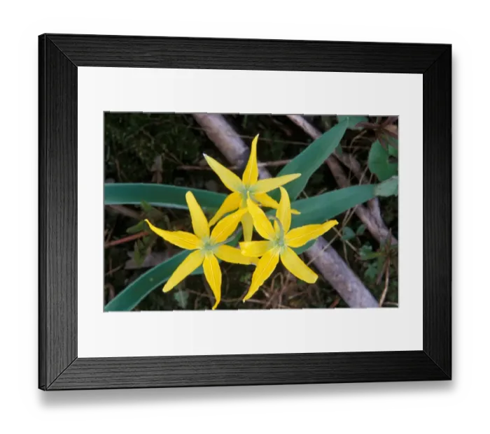 Framed Print : Dogtooth Violet (Erythronium grandiflorum) Montana, USA Framed Print : Dogtooth Violet (Erythronium grandiflorum) Montana, USA