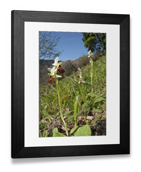Framed Print : Early Spider Orchid (Ophrys exaltata tyrrhena) flowering, growing on slope in habitat, Italy, april Framed Print : Early Spider Orchid (Ophrys exaltata tyrrhena) flowering, growing on slope in habitat, Italy, april
