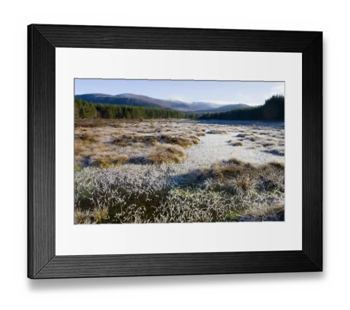 Framed Print : View of frost covered ground at dawn, looking from Uath Lochans, Cairngorm Mountains, Strathspey, Cairngorm N. P Framed Print : View of frost covered ground at dawn, looking from Uath Lochans, Cairngorm Mountains, Strathspey, Cairngorm N. P