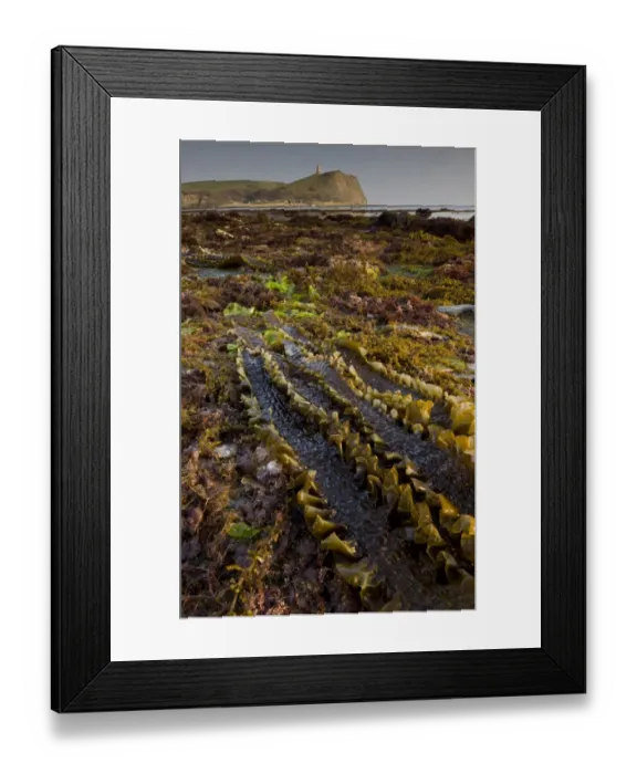 Framed Print : Sugar Kelp (Laminaria saccharina) fronds, on shore with rockpools at low tide Framed Print : Sugar Kelp (Laminaria saccharina) fronds, on shore with rockpools at low tide